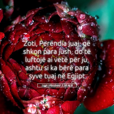 Picture 05 - Ligji i Përtërirë 1:30 ALB - Zoti, Perëndia juaj, që shkon para jush, do të - Bible Verse Picture