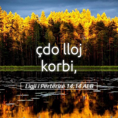 Picture 05 - Ligji i Përtërirë 14:14 ALB - çdo lloj - Bible Verse Picture