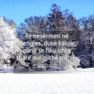 Picture 05 - Marku 11:20 ALB - Të nesërmen në mengjes, duke kaluar, panë se - Bible Verse Picture