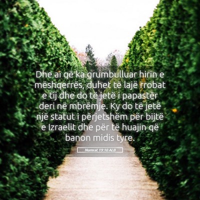 Picture 05 - Numrat 19:10 ALB - Dhe ai që ka grumbulluar hirin e mëshqerrës, - Bible Verse Picture