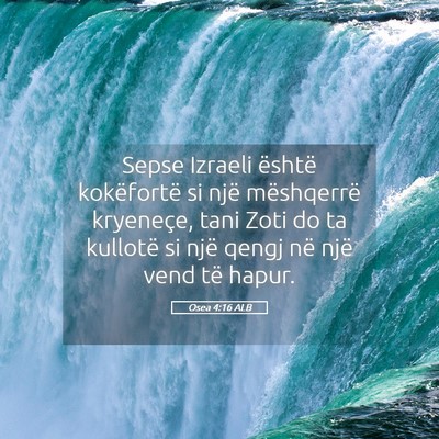 Picture 05 - Osea 4:16 ALB - Sepse Izraeli është kokëfortë si një - Bible Verse Picture