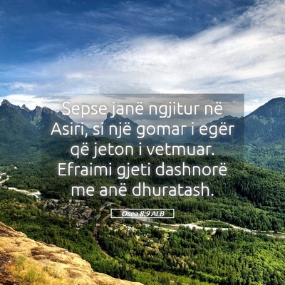 Picture 05 - Osea 8:9 ALB - Sepse janë ngjitur në Asiri, si një gomar i - Bible Verse Picture
