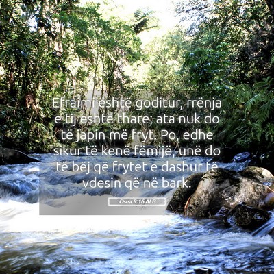 Picture 05 - Osea 9:16 ALB - Efraimi është goditur, rrënja e tij është - Bible Verse Picture