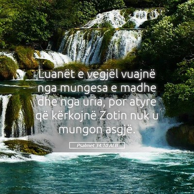 Picture 05 - Psalmet 34:10 ALB - Luanët e vegjël vuajnë nga mungesa e madhe dhe - Bible Verse Picture