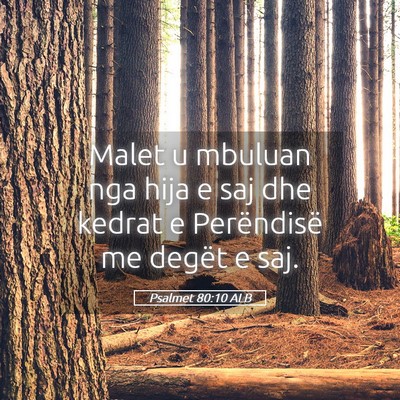 Picture 05 - Psalmet 80:10 ALB - Malet u mbuluan nga hija e saj dhe kedrat e - Bible Verse Picture
