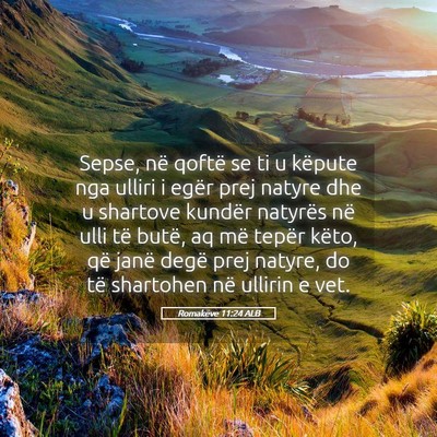 Picture 05 - Romakëve 11:24 ALB - Sepse, në qoftë se ti u këpute nga ulliri i - Bible Verse Picture