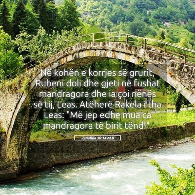 Picture 05 - Zanafilla 30:14 ALB - Në kohën e korrjes së grurit, Rubeni doli dhe - Bible Verse Picture