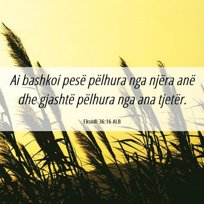 Picture 06 - Eksodi 36:16 ALB - Ai bashkoi pesë pëlhura nga njëra anë dhe - Bible Verse Picture