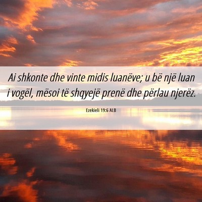 Picture 06 - Ezekieli 19:6 ALB - Ai shkonte dhe vinte midis luanëve; u bë një - Bible Verse Picture