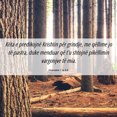 Picture 06 - Filipianëve 1:16 ALB - Këta e predikojnë Krishtin për grindje, me - Bible Verse Picture