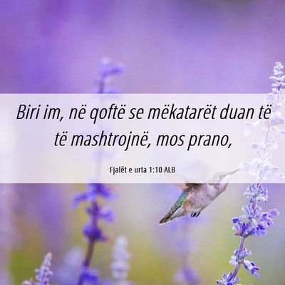 Picture 06 - Fjalët e urta 1:10 ALB - Biri im, në qoftë se mëkatarët duan të të - Bible Verse Picture