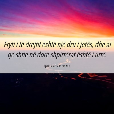 Picture 06 - Fjalët e urta 11:30 ALB - Fryti i të drejtit është një dru i jetës, - Bible Verse Picture