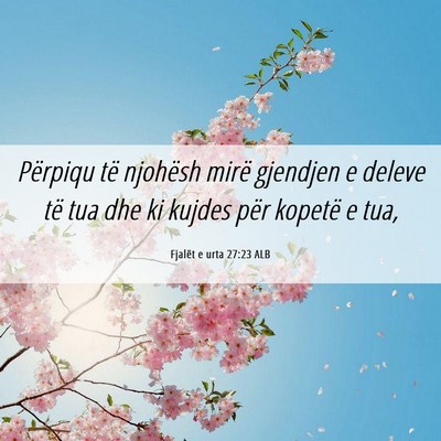 Picture 06 - Fjalët e urta 27:23 ALB - Përpiqu të njohësh mirë gjendjen e deleve të - Bible Verse Picture