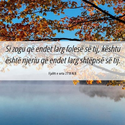 Picture 06 - Fjalët e urta 27:8 ALB - Si zogu që endet larg folesë së tij, kështu - Bible Verse Picture