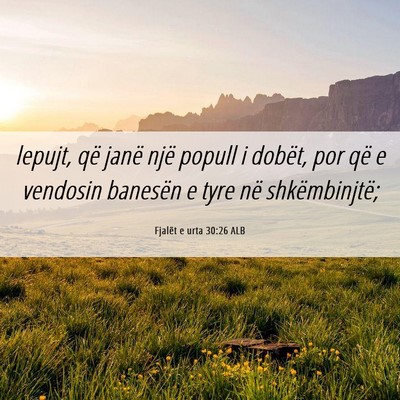 Picture 06 - Fjalët e urta 30:26 ALB - lepujt, që janë një popull i dobët, por që e - Bible Verse Picture