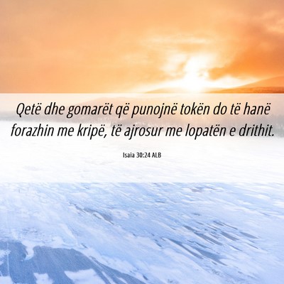 Picture 06 - Isaia 30:24 ALB - Qetë dhe gomarët që punojnë tokën do të - Bible Verse Picture