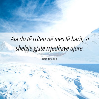 Picture 06 - Isaia 44:4 ALB - Ata do të rriten në mes të barit, si shelgje - Bible Verse Picture