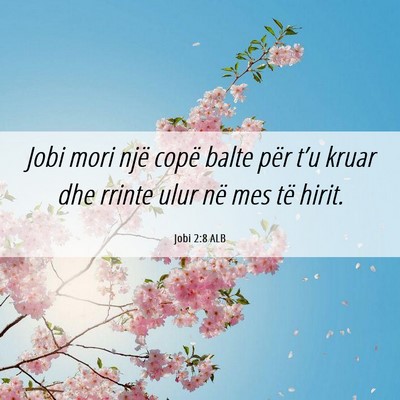 Picture 06 - Jobi 2:8 ALB - Jobi mori një copë balte për t’u kruar dhe - Bible Verse Picture