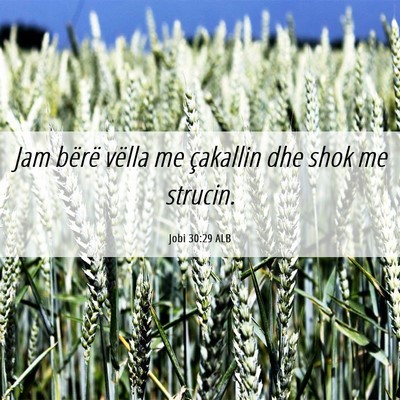 Picture 06 - Jobi 30:29 ALB - Jam bërë vëlla me çakallin dhe shok me - Bible Verse Picture