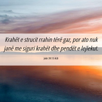 Picture 06 - Jobi 39:13 ALB - Krahët e strucit rrahin tërë gaz, por ato nuk - Bible Verse Picture