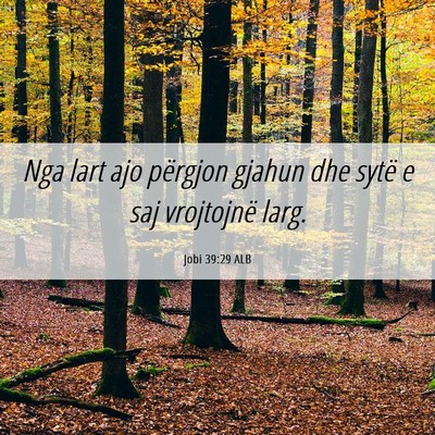 Picture 06 - Jobi 39:29 ALB - Nga lart ajo përgjon gjahun dhe sytë e saj - Bible Verse Picture