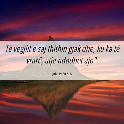 Picture 06 - Jobi 39:30 ALB - Të vegjlit e saj thithin gjak dhe, ku ka të - Bible Verse Picture