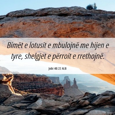 Picture 06 - Jobi 40:22 ALB - Bimët e lotusit e mbulojnë me hijen e tyre, - Bible Verse Picture