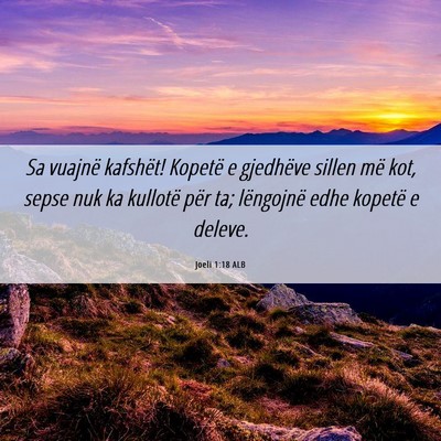Picture 06 - Joeli 1:18 ALB - Sa vuajnë kafshët! Kopetë e gjedhëve sillen - Bible Verse Picture