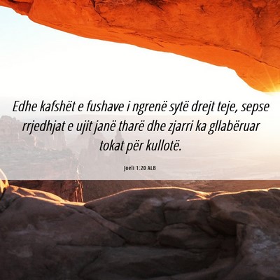Picture 06 - Joeli 1:20 ALB - Edhe kafshët e fushave i ngrenë sytë drejt - Bible Verse Picture