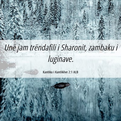 Picture 06 - Kantiku i Kantikëve 2:1 ALB - Unë jam trëndafili i Sharonit, zambaku i - Bible Verse Picture