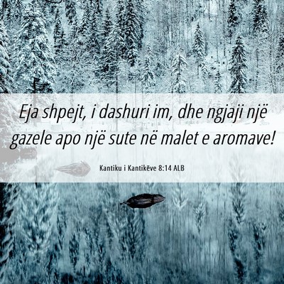 Picture 06 - Kantiku i Kantikëve 8:14 ALB - Eja shpejt, i dashuri im, dhe ngjaji një gazele - Bible Verse Picture