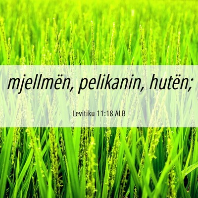 Picture 06 - Levitiku 11:18 ALB - mjellmën, pelikanin, - Bible Verse Picture