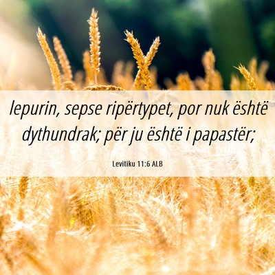 Picture 06 - Levitiku 11:6 ALB - lepurin, sepse ripërtypet, por nuk është - Bible Verse Picture