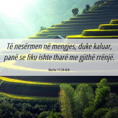 Picture 06 - Marku 11:20 ALB - Të nesërmen në mengjes, duke kaluar, panë se - Bible Verse Picture