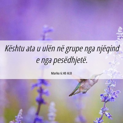 Picture 06 - Marku 6:40 ALB - Kështu ata u ulën në grupe nga njëqind e nga - Bible Verse Picture