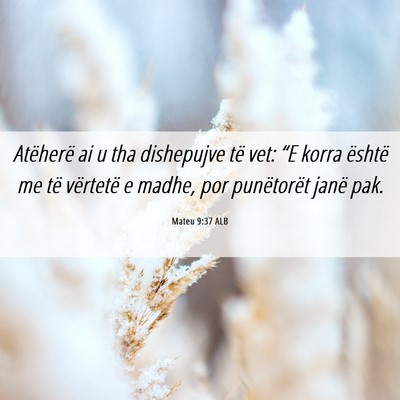 Picture 06 - Mateu 9:37 ALB - Atëherë ai u tha dishepujve të vet: “E korra - Bible Verse Picture