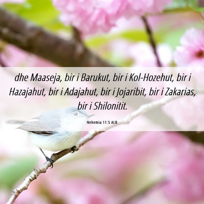 Picture 06 - Nehemia 11:5 ALB - dhe Maaseja, bir i Barukut, bir i Kol-Hozehut, - Bible Verse Picture