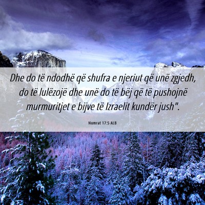 Picture 06 - Numrat 17:5 ALB - Dhe do të ndodhë që shufra e njeriut që unë - Bible Verse Picture