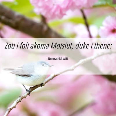 Picture 06 - Numrat 6:1 ALB - Zoti i foli akoma Moisiut, duke i - Bible Verse Picture