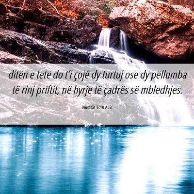 Picture 06 - Numrat 6:10 ALB - ditën e tetë do t’i çojë dy turtuj ose dy - Bible Verse Picture