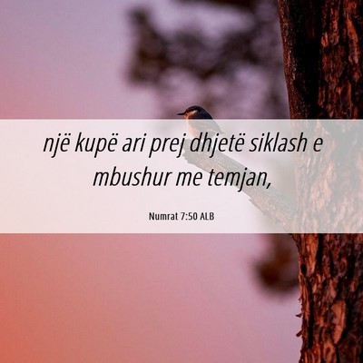 Picture 06 - Numrat 7:50 ALB - një kupë ari prej dhjetë siklash e mbushur me - Bible Verse Picture