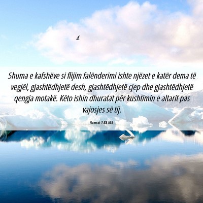 Picture 06 - Numrat 7:88 ALB - Shuma e kafshëve si flijim falënderimi ishte - Bible Verse Picture