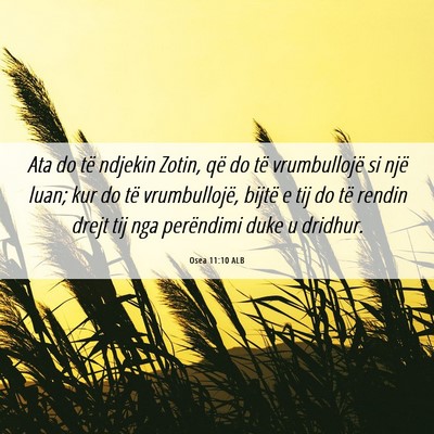 Picture 06 - Osea 11:10 ALB - Ata do të ndjekin Zotin, që do të vrumbullojë - Bible Verse Picture
