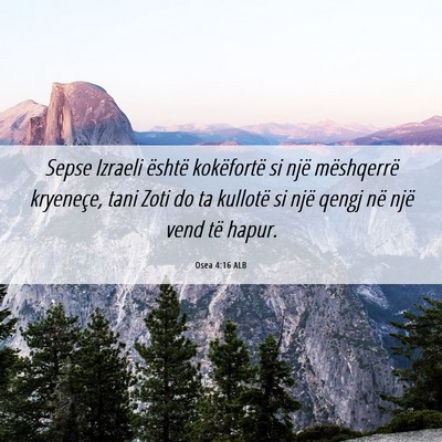 Picture 06 - Osea 4:16 ALB - Sepse Izraeli është kokëfortë si një - Bible Verse Picture