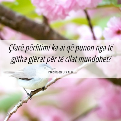 Picture 06 - Predikuesi 3:9 ALB - Çfarë përfitimi ka ai që punon nga të gjitha - Bible Verse Picture