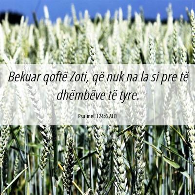 Picture 06 - Psalmet 124:6 ALB - Bekuar qoftë Zoti, që nuk na la si pre të - Bible Verse Picture