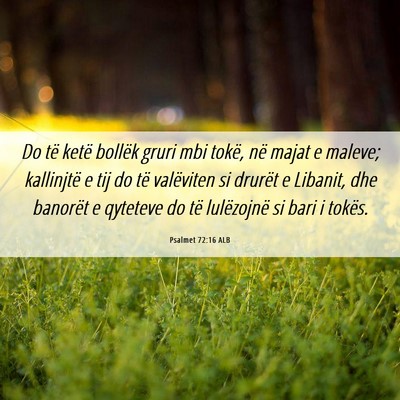 Picture 06 - Psalmet 72:16 ALB - Do të ketë bollëk gruri mbi tokë, në majat e - Bible Verse Picture