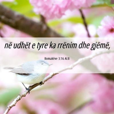 Picture 06 - Romakëve 3:16 ALB - në udhët e tyre ka rrënim dhe - Bible Verse Picture