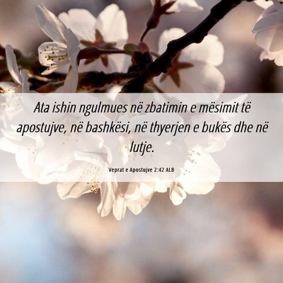 Picture 06 - Veprat e Apostujve 2:42 ALB - Ata ishin ngulmues në zbatimin e mësimit të - Bible Verse Picture