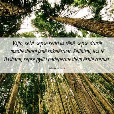 Picture 06 - Zakaria 11:2 ALB - Vajto, selvi, sepse kedri ka rënë, sepse - Bible Verse Picture
